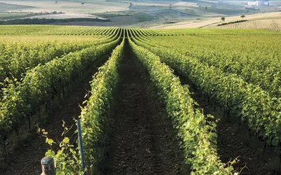 "320 Sustainability Projects" By Mey|Diageo
