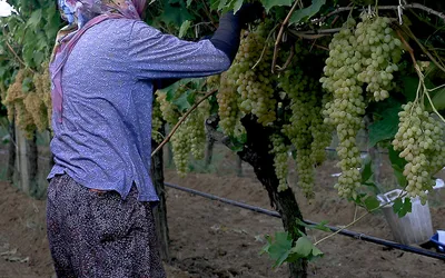 Seasonal Workers In Manisa With Sanitation Packages