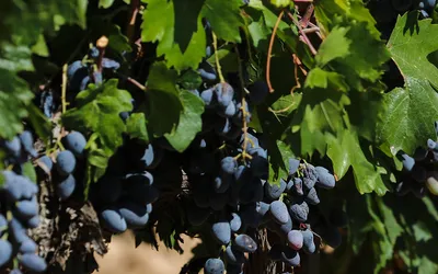 Öküzgözü ve Boğazkere’nin Hasadı Başladı