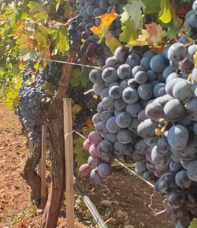 Yerel’den Dünyaya: Türkiye’de Şarap Rönesansı